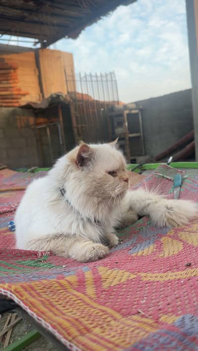 Persian Male cat