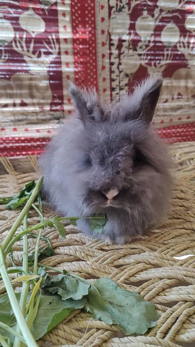 TOP QUALITY ENGLISH ANGORA BREEDER FEMALES