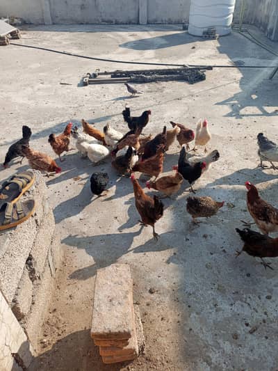 misri golden Andy dny wali murgia