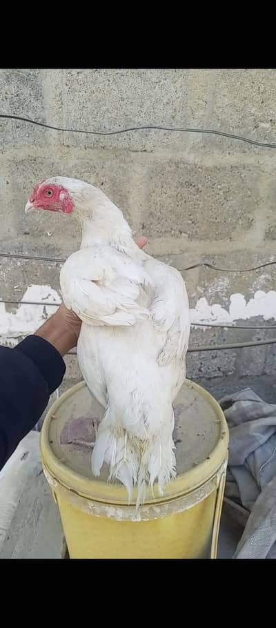 Paper Hight Heeri madi Eggs laying