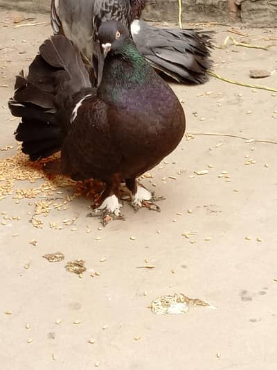 urgent for sale contact me on whatsapp 03026107430