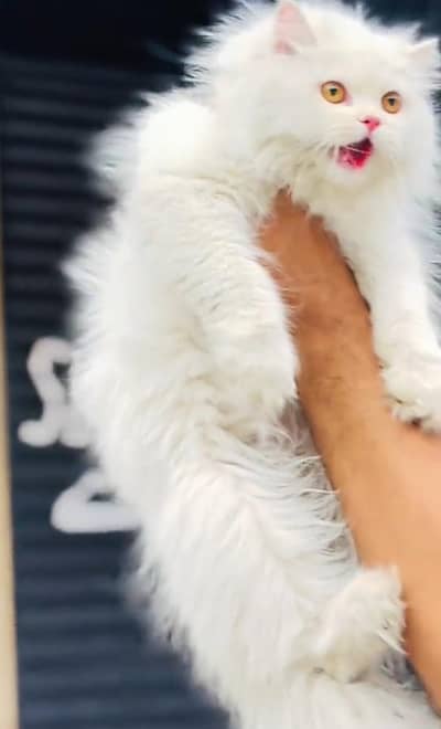 Persian cat Blue eyes vaccinated WhatsApp number03491408599