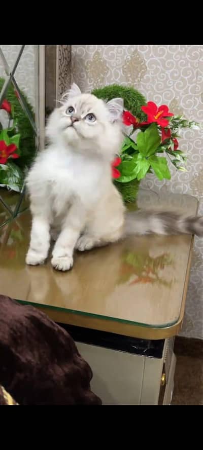 pure Persian cats vaccinated triple coated WhatsApp/0331/7823482/