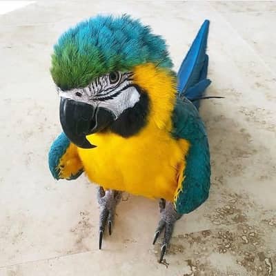 Blue macaw chicks healthy active (03244473016)