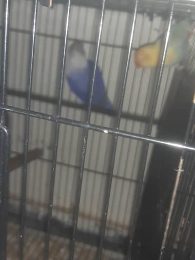 Exhibition Budgies, Love Birds and Australian Budgies