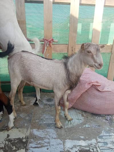 2 Daant Bakra | Teddy | Barbari | Healthy Bakrey for Sale