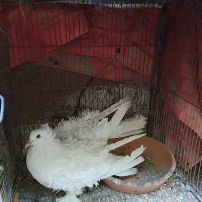 fancy pigeons for sale