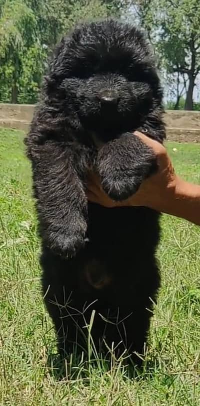 Black German Shepherd long coat puppies for sale available