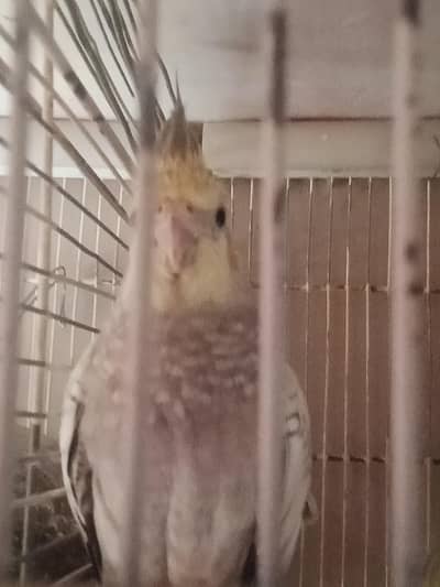 cocktails for sale cream,grey,pearl ,light grey split pearl