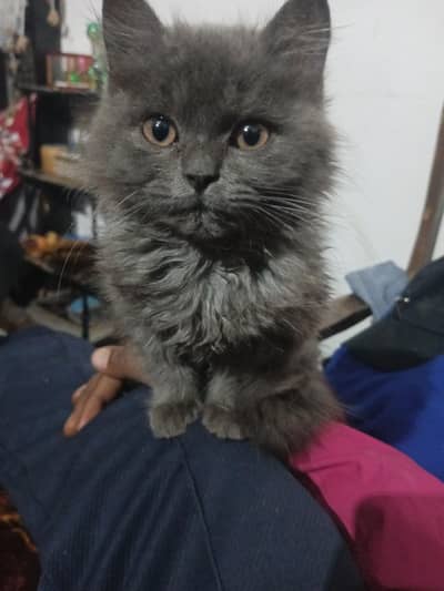 Persian cat gray colour