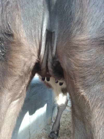 jerxi cholistani kheri vachi