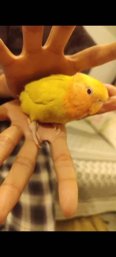 TAMED pearl cockatiel & Redeyes Opaline Roseicollis Lovebird pathay