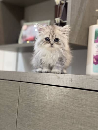 Persian kitten