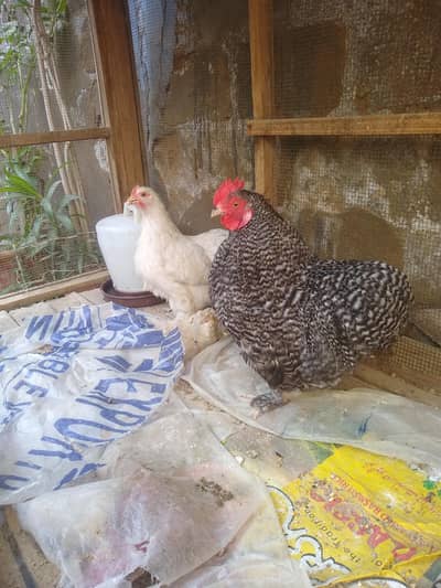 heavy and beautiful bantum pair, Contact:03143225468