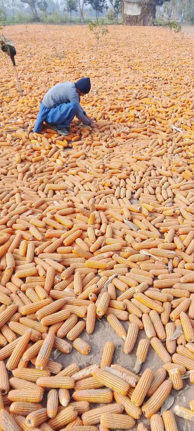 مکئ 20 ایکرفار سیل