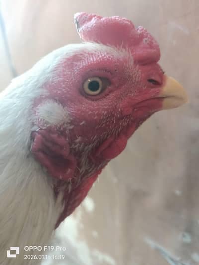 10 months ka patha h