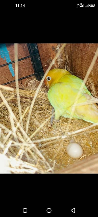 Albino and Decino 2 decino