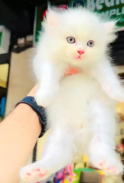 Persian female kitten for sale 03703659859 WhatsApp number