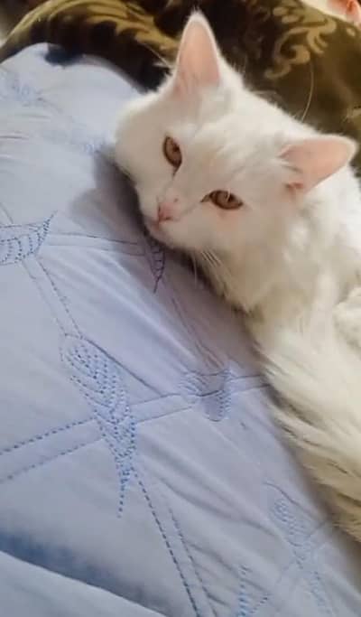Persian cat