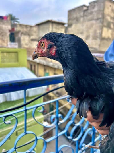 Muskhi Murgi for Sale