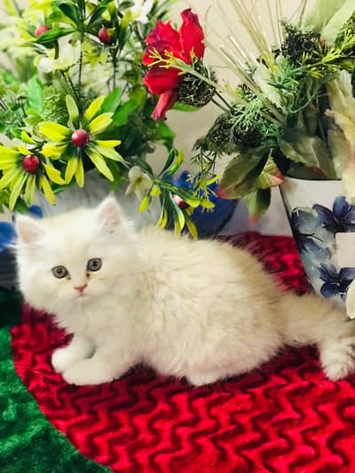 Persian kittens