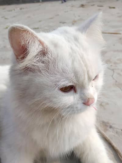 Persian cat for sale triple coted  urgent sale     03048581031