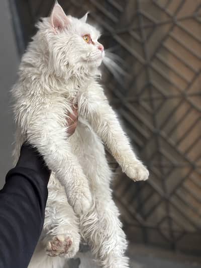 Persian cats double coat