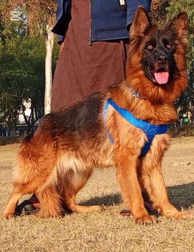 German Shepherd male dog for sale