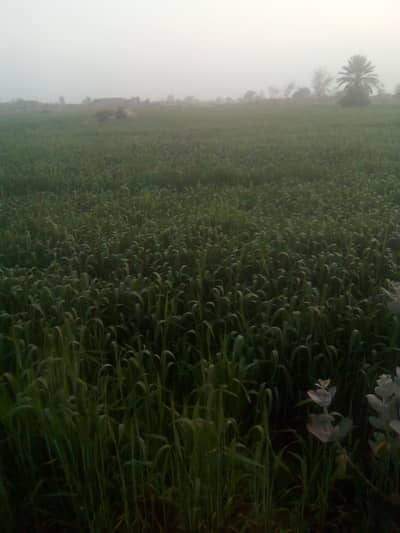 9 Kanal 4 Marla Agricultural Land