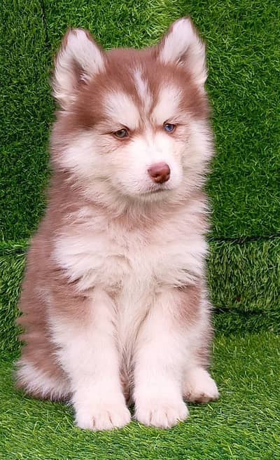 Siberian Husky Male | Husky Odd Eyes | Husky Male Dog For Sale |