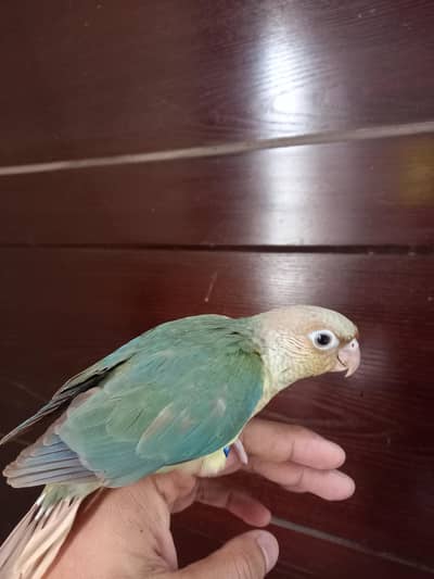 sky blue conure parrot