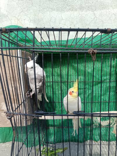 Cocktail breader Pair Common white male Vpid female