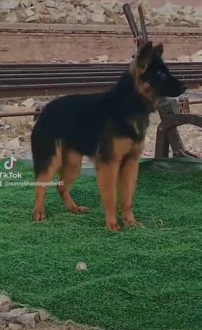 German Shepherd female for sale / double coat / GSD
