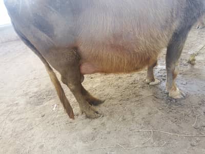 Nili-Ravi Buffalo | nili ravi | Cow | For sale