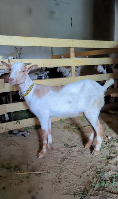 Teddy Gabban bakri Dumba Larkana