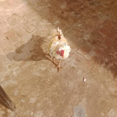 assil murga original