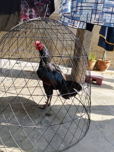 aseel lassani for sale