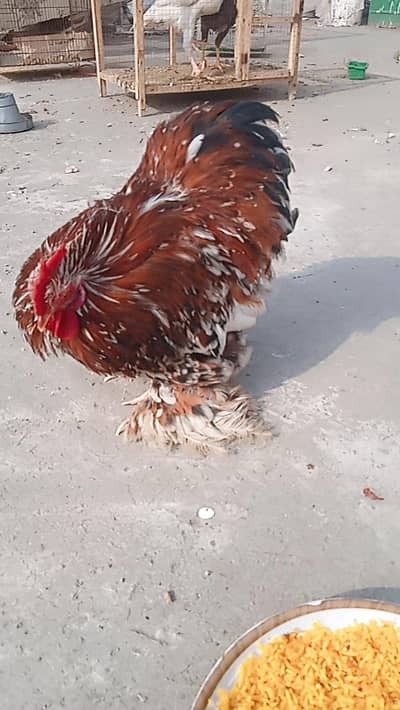 Porcelain Cochin Bantam Male for sale