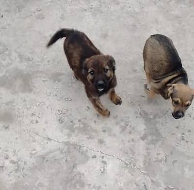 peure begyari alsishan pap