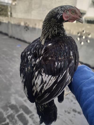 Chutkion per bhi aata ha Thora