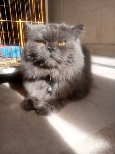 Persian cat
