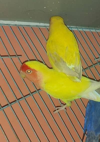 Lovebirds albino red eye pair