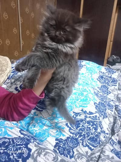 prshan dabel cottit  kittens