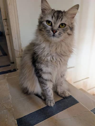 Siberian Cat For Sale