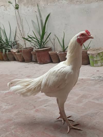 White Heera Patha For Sale Urgent Sale
