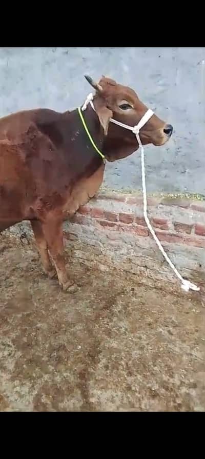 Sahiwal cross Cow / گائے | Jersi sahiwal cross Cow for sale