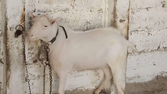 gulabi nurka teddy breeder