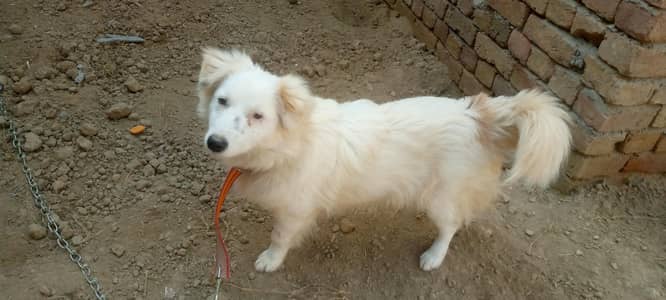 Russian Dog mixed breed