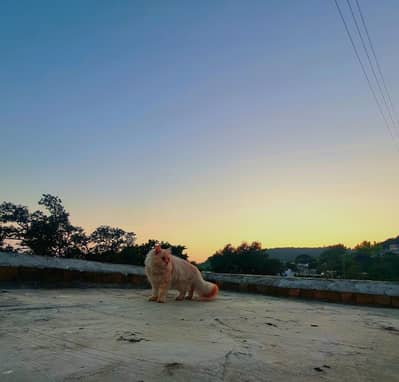 Persian cat