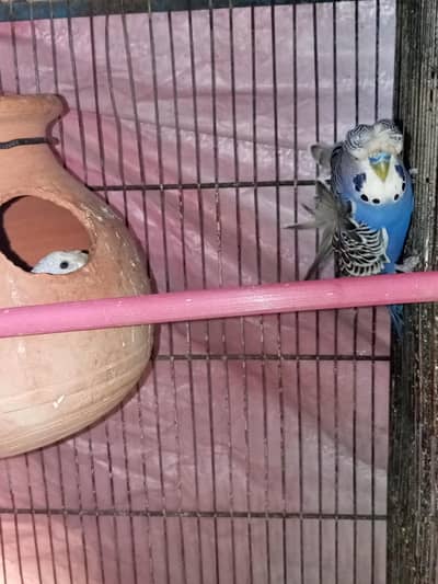 HOGOROMO BREADER PAIRS